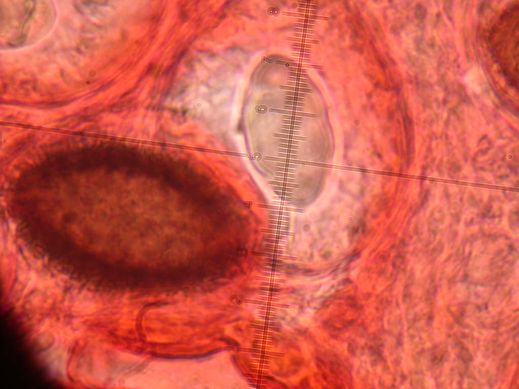 Con l''aiuto del microscopio... QUIZ